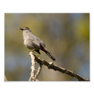 Photographie Catbird Imprimer