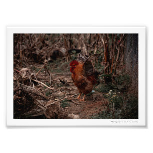 Photographie Coq - Uekani - 17,7x12,7 cm