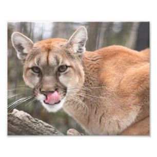 Photographie Cougar