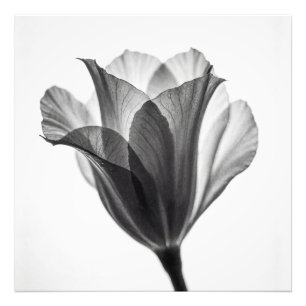 Photographie d'art botanique monochrome fine