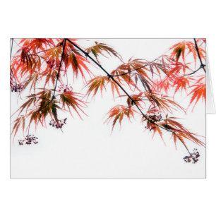 Photographie d'art de l'érable rouge japonais
