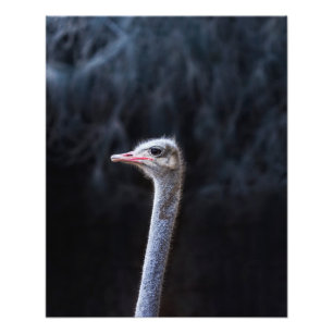 Photographie d'autruche