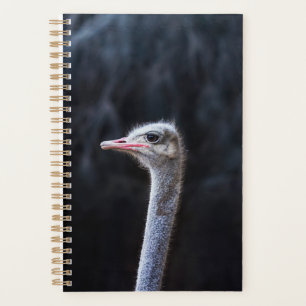 Photographie d'autruche