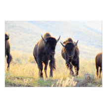 Photographie de Buffalo Running