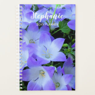 Photographie de Campanules Violettes