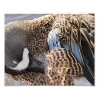 Photographie de canard Turquoise à ailes bleues Im