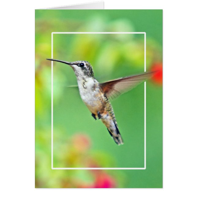 Photographie de colibri (Devant)