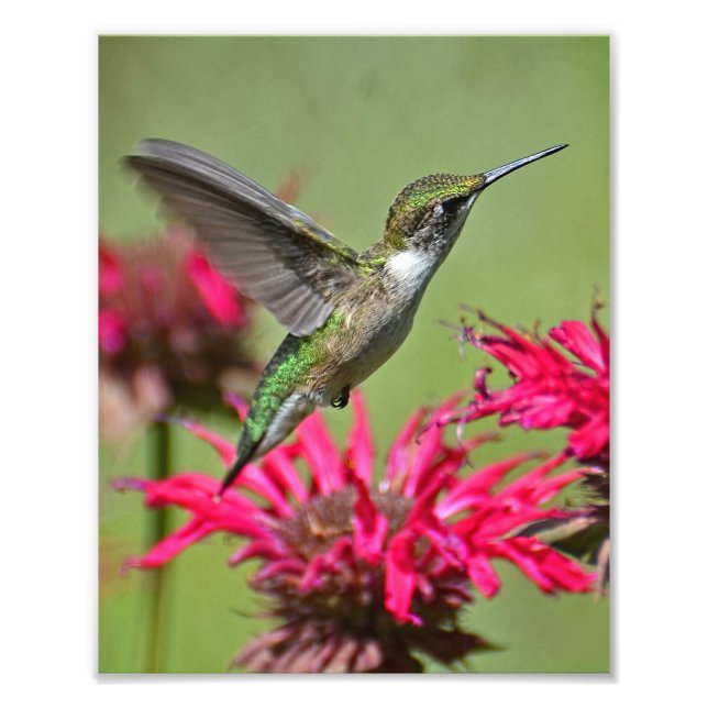 Photographie de colibri Imprimer la photo (Devant)