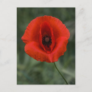 Photographie de Coquelicot sur Carte Postale