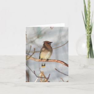 Photographie de faune d'oiseau Jaseur d'hiver