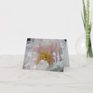 Photographie de fleur de pivoine rose éveillée