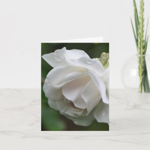Photographie de fleur de rose blanche douce
