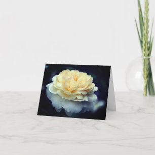 Photographie de fleur de rose jaune doux