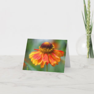 Photographie de fleur de Zinnia jaune orange doux
