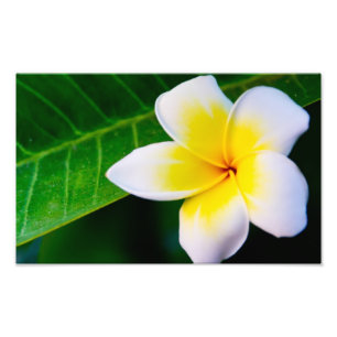 Photographie de fleurs de plumeria