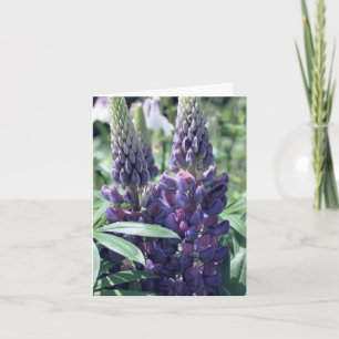 Photographie de fleurs de trio de lupin