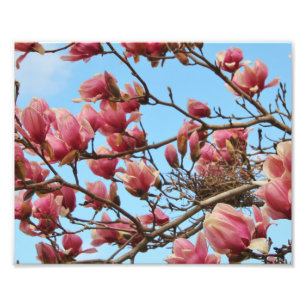 photographie de fleurs roses avec nid d'oiseau
