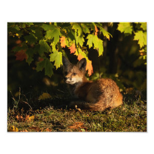 Photographie de Fox Feuilles et Ombres