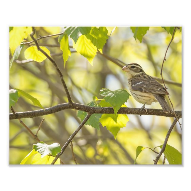 Photographie de Grosbeak à poitrine Rose féminine  (Devant)