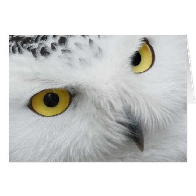 Photographie de hibou de Milou (Devant horizontal)