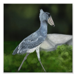 Photographie de la cigogne de Shoebill