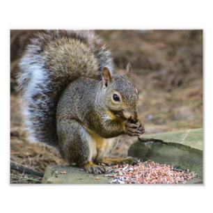Photographie de la faune des écureuils