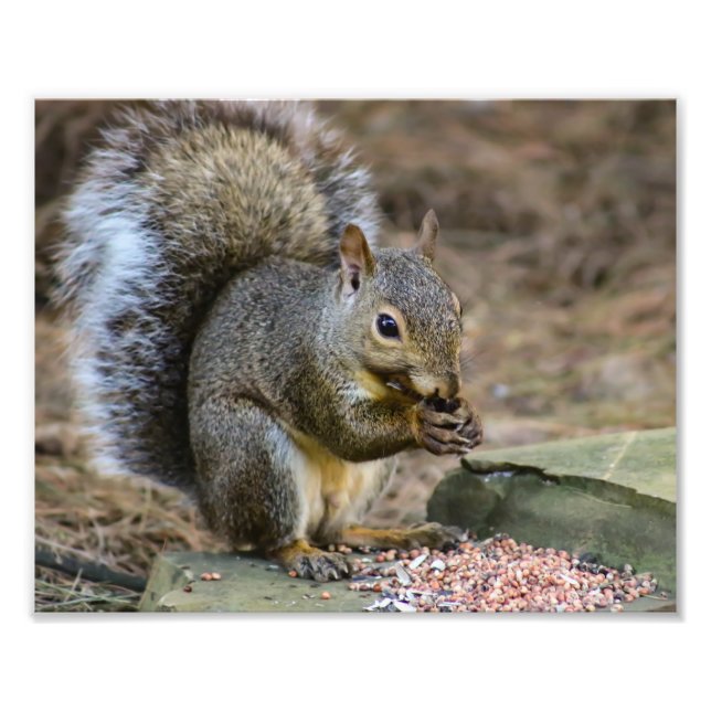 Photographie de la faune des écureuils (Devant)