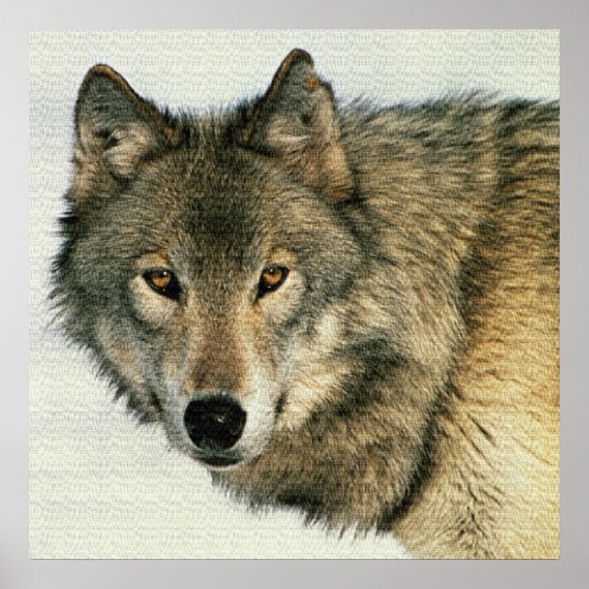 Photographie de la faune Poster de loup gris 24x24 (Devant)