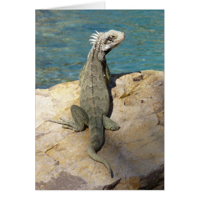Photographie de la faune tropicale d'Iguana (Devant)