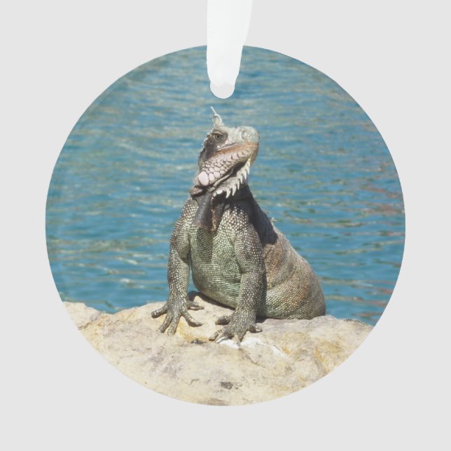 Photographie de la faune tropicale Iguana à St. Th (devant)