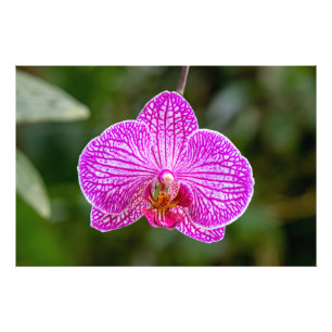 Photographie de la fleur d'orchidée rose chaud