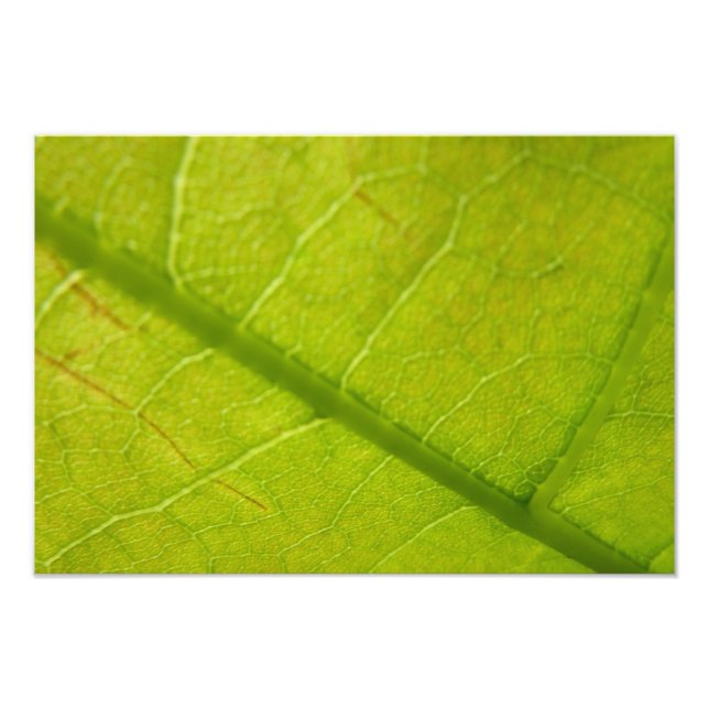 Photographie de la nature botanique de la feuille  (Devant)