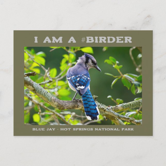 Photographie de la nature Carte d'oiseau Shy Blue  (Devant)
