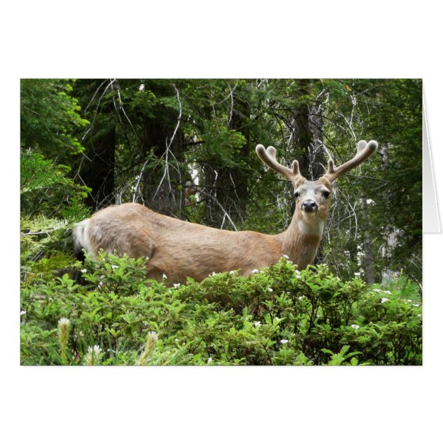 Photographie de la nature de cerfs à Yosemite (Devant horizontal)