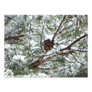 Photographie de la nature hivernale Cône de pin en