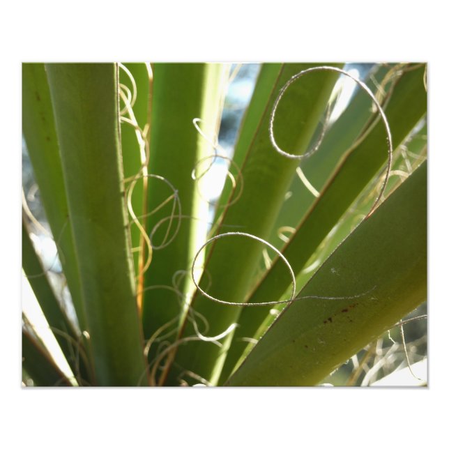 Photographie de la nature verte Feuille du Yucca (Devant)