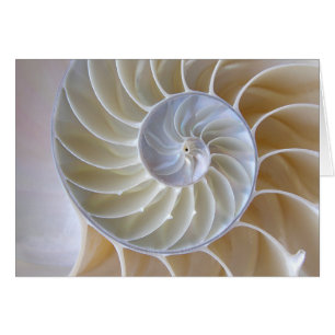 Photographie de la spirale dorée de Nautilus Shell