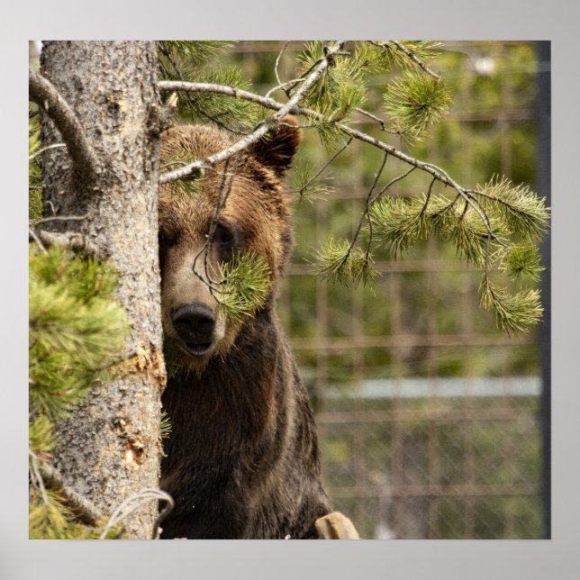PHOTOGRAPHIE DE L'OURS GRIZZLY POSTER (Devant)