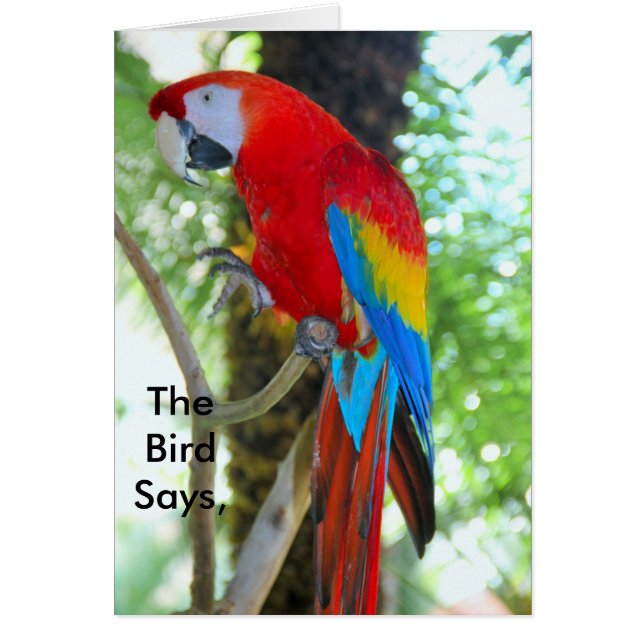 Photographie de Macaw sur la carte de mise à nivea (Devant)