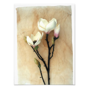 Photographie de Magnolia Flower Stylish