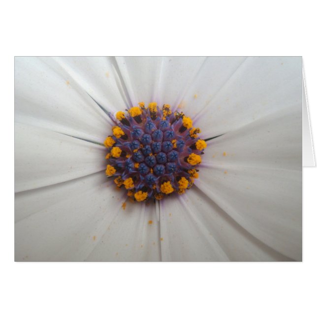 Photographie de marguerite africaine (Devant horizontal)