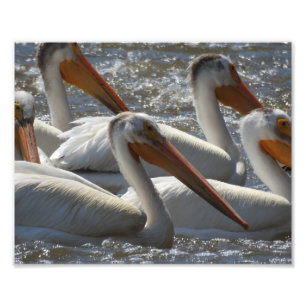 Photographie de Pélicans blancs américains