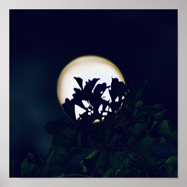 Photographie de Pleine lune Impression de l'affich (Devant)