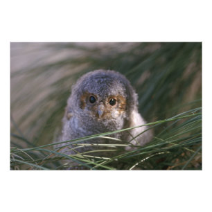 Photographie de poussin de hibou de Flammulated
