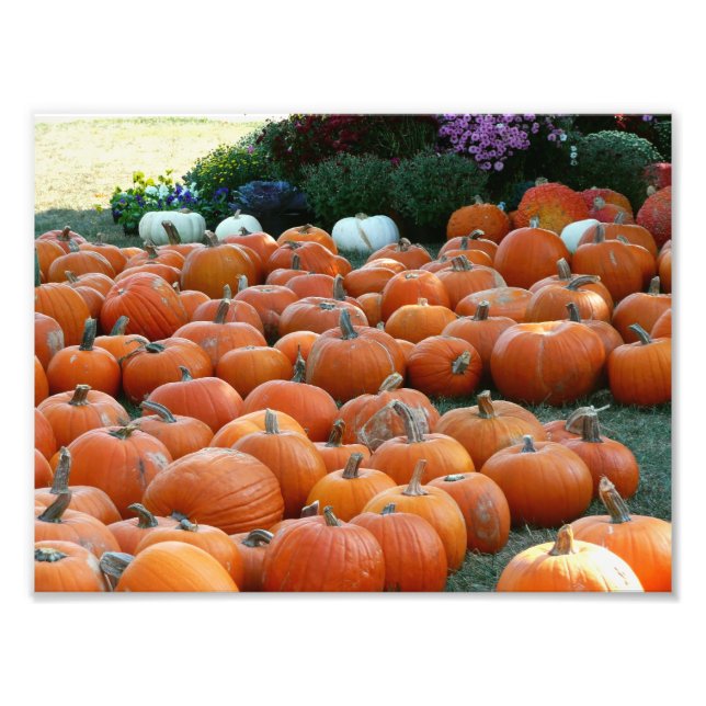 Photographie de récolte d'automne des citrouilles  (Devant)