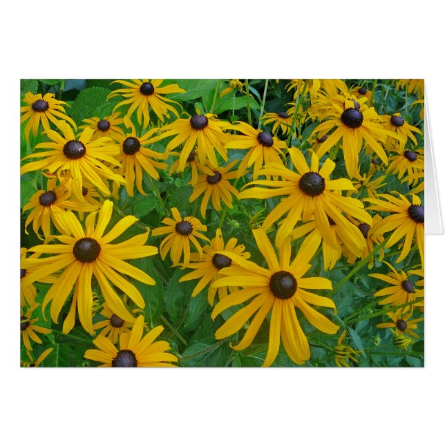 Photographie de Susan Brown Eyed Black Eyed (Devant horizontal)