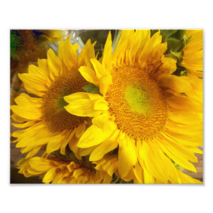 Photographie de tournesol
