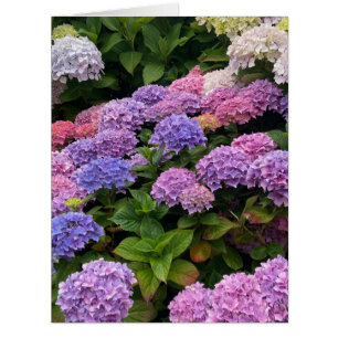 Photographie d'hortensia