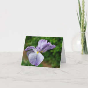 Photographie d'Iris Japonais en Fleur