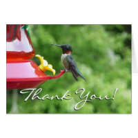 Photographie d'oiseau Colibri à gorge rubis